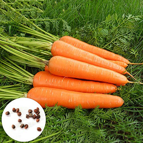 Benoon Semi Di Carota, 1000 Pezzi/Borsa Semi Di Carote Non OGM Semi Di Carote Per USO Domestico Produttivi A Risparmio Idrico Per Cortile Carota