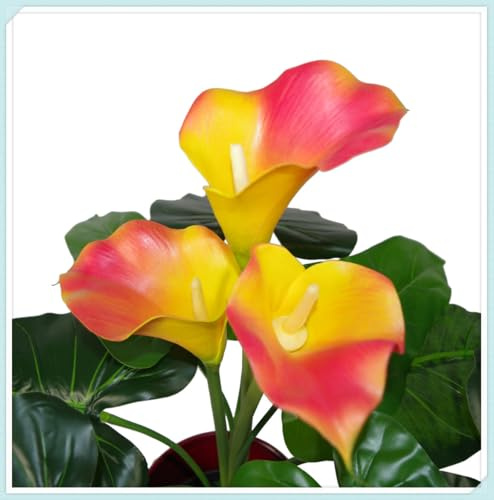 calla bulboso,bulbi di calla，Plump, Intatti, Zantedeschia Bulbi, Sani, Robusti, Compatti, Vigorosi-8 Bulbi