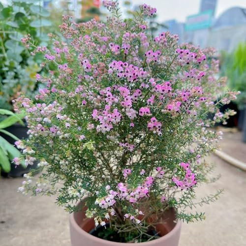 Heidekraut blumengarten frühblüher frühlingsblumen indoor kräutergarten blumendeko balkonpflanzen frühling biosaatgut blumenwiese herbstaussaat mehrjährig exotische zimmerpflanzen 350samen