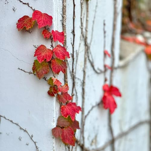 semi di vite selvatica - rampicante - sospese, viticci per decorazioni di recinti di perenni rare muro balcone giardino 100pcs