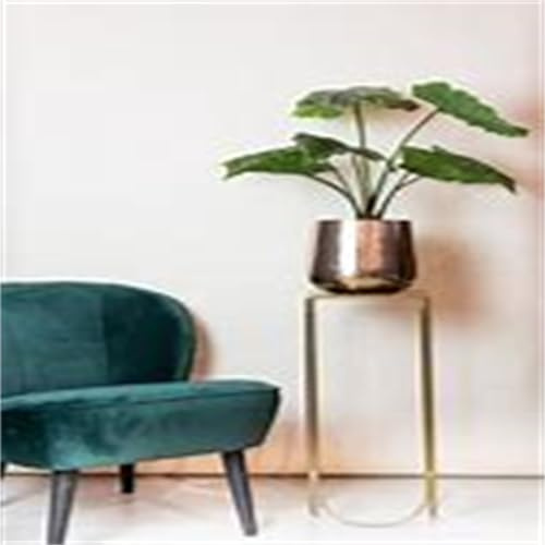 Son adaptables a diferentes entornos, cebollas de oreja de elefante, tolerante a la sequía, fácil de cultivar, plantas resistentes al invierno, plurianuales. Magic of Nature Bulbs, 10 bulbos-b