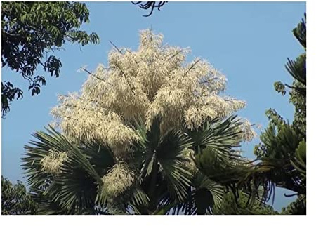 Stk - 10x Corypha umbraculifera Talipot Palme Garten Pflanzen - Samen ID382 - Seeds & Plants Shop by Ipsa