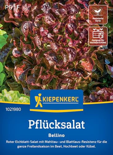 Kiepenkerl Pflücksalatsamen Bellino 1021980, Gemüsesaat | Roter zarter Eichblattsalat mit nussigem Geschmack, Höhe 8-10 cm, Schossfest, für Beet, Hochbeet & Freiland