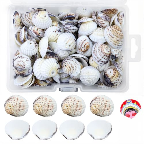 GZjiyu 150 STK Natürliche Muscheln, 20~30mm Deko Muscheln Bastelmuscheln mit Kunststoff-Box, für Vase Füllstoffe Strand Thema Party Hochzeit Dekor DIY Kunsthandwerk Fisch Panzer, Ca 500g