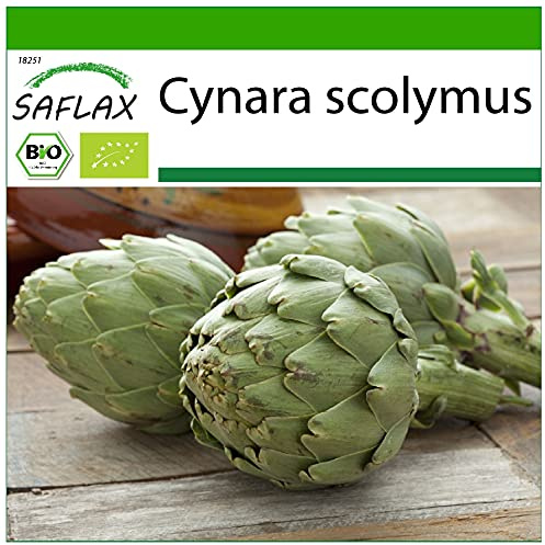 SAFLAX - Ekologiskt - Kronärtskocka - Imperial Star - 5 Frön - Med pottsubstrat för bättre odling - Cynara scolymus