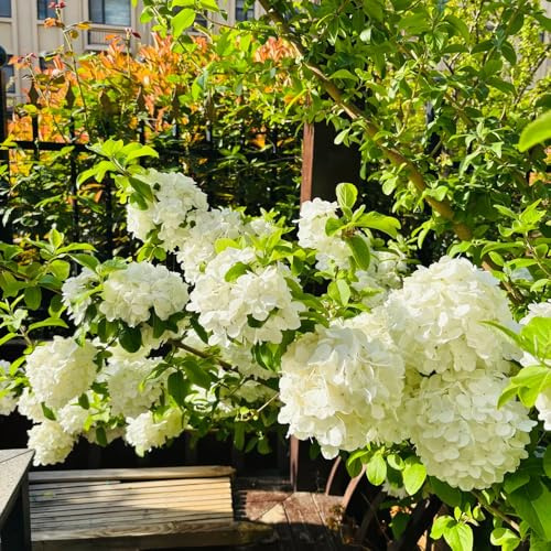 Schneeball - Viburnum Opulus kletterpflanze zimmerpflanzen wildkräuter gartensamen kräutersamen pflanzensamen exotisch wildblumen balkonblumen mehrjährige stauden winterhart 80samen
