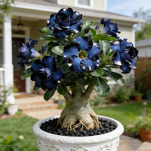 Rosa del deserto, resistente, perenne - Giardini e balconi, decorazione, giardini-1bulbi-B