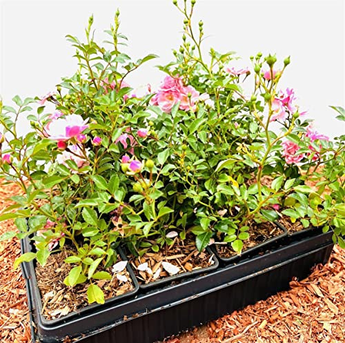 Rosa 'The Fairy' 15-20 cm - Bodendeckerrose, zartrosa Blüten, Blütezeit Juni-Oktober, ideal für Beete und Rabatten, pflegeleicht und robust