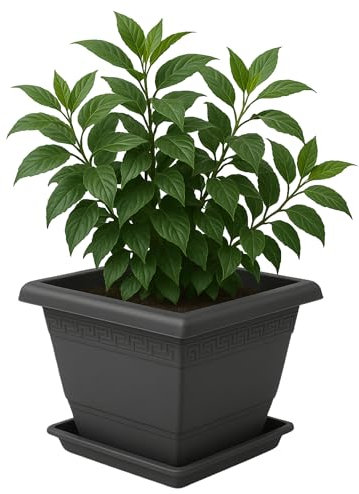 TECHZOCO Macetero con Plato, Maceta Cuadrada clásica de plástico con Plato, Tiesto para Plantas, Fabricado en Polipropileno, 20 cm Altura x 25 cm Ancho, Antracita