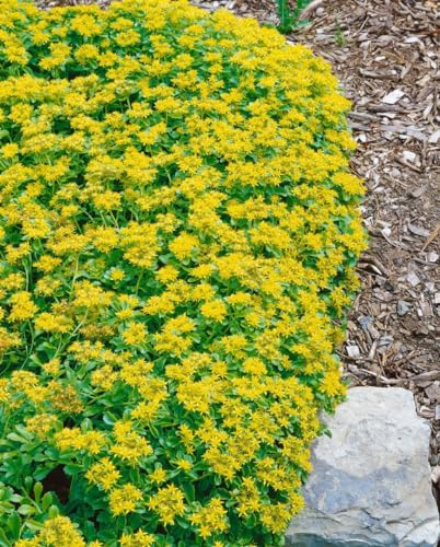 Sedum kamtschaticum var. ellacombianum ca. 9x9 cm Topf - Kamtschatka-Fetthenne, gelbe Blüten, Blütezeit Juni-August, ideal für Steingärten, trockenheitsresistent, pflegeleicht