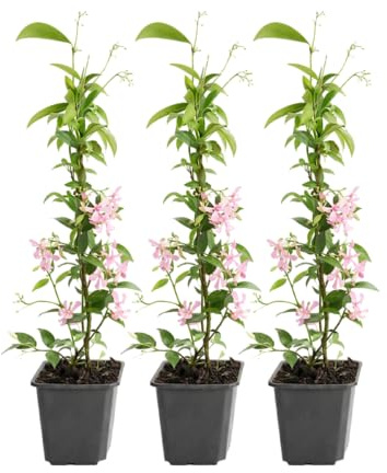 GARDENZO Sternjasmin Kletterpflanze, Immergrün, Duftende Sternblüten, 9cm Topf, 30–50cm, Wuchshöhe bis 400cm, Winterhart (6, Rosa)