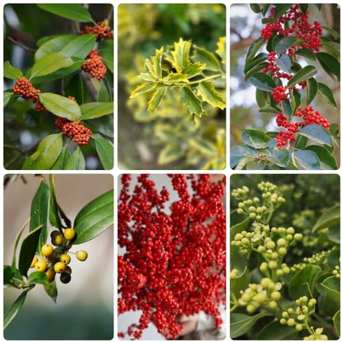 Semi di agrifoglio resistenti, balcone resistenti, Ilex chinensis, giardino cespugli decorazione 100pcs