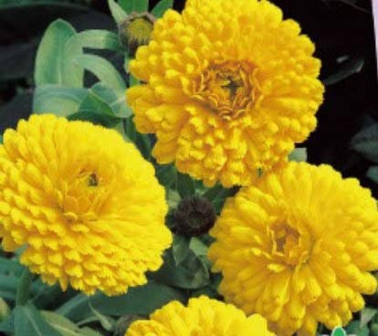 Pcs - 170x Souci Ball's Golden Jaune Calendula Semences Plantes - Graines K160 - Seeds & Plants Shop by Ipsa