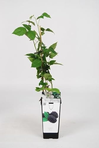 Pianta di mora Black Satin su vaso alto cm 12