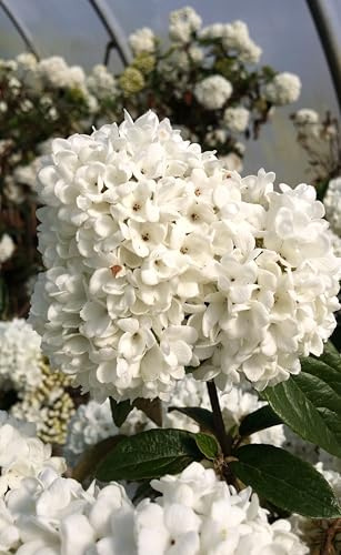 Schneeball 'Viburnum Eskimo' blütenreich und duftend Hochstamm 80-100 cm Winterhart Freilandaufzucht