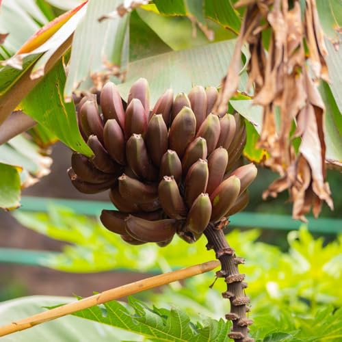 bananensamen spalierobst säulenobstbäume bonsai bäumchen kaufen biosaatgut steingartenpflanzen winterhart garten hochbeet säulenobst obstsamen winterharte stauden mehrjährig 150samen