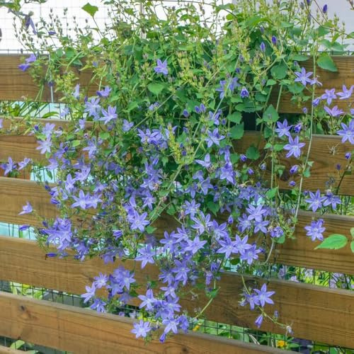Semi di campanula-Campanula media,resistenti per il giardino,bellissime in vaso decorazione del giardino 400pcs