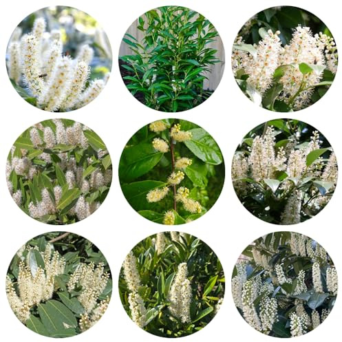 semi di alloro ciliegia - balcone giardino, resistente 350pcs