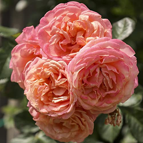 Climbing Rose Bare Root ‘Peach Melba’ Fragrant Apricot-Peach Double Blooms Rose of The Year 2023 Easy to Grow Your Own Garden Flowers 1x Bare Root by Thompson & Morgan