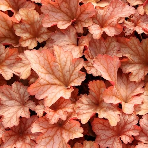 6x Heuchera 'Paprika' – Vaso 9x9 cm – pianta ornamentale foglia rosso arancio giardino