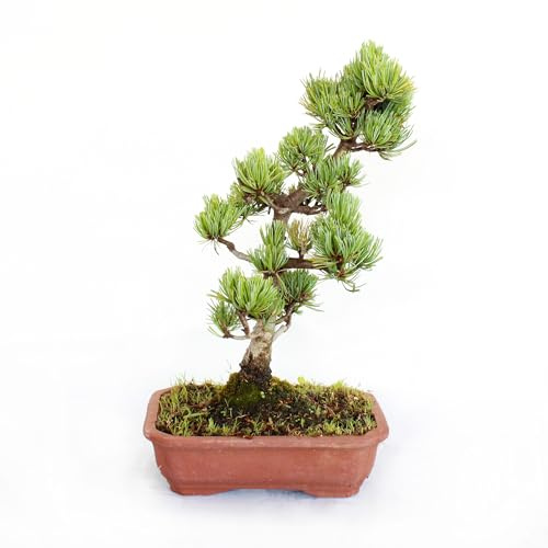 KENTIS - Japansk Bonsai Pinus Parviflora Pentaphylla - Äkta Utomhusväxter - Växt Tillverkad i Japan - H 30-40 cm Terrakottakruka Ø 21 cm