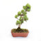 KENTIS - Bonsai Pinus Parviflora Pentaphylla Giapponese - Piante Vere da Esterno - Pianta Made in Japan - H 30-40 cm Vaso in Terracotta Ø 21 cm