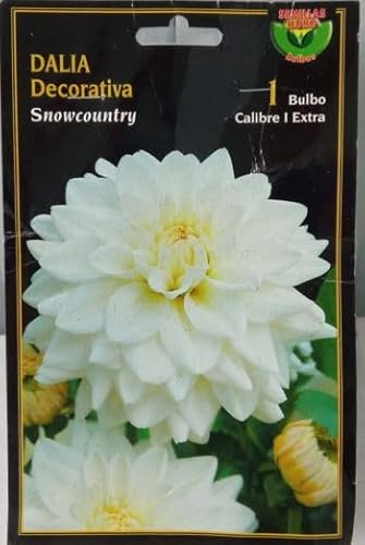 Peyca Bulbo Dalia decorativa snowcountry 1 unidad - Semillas Iluro