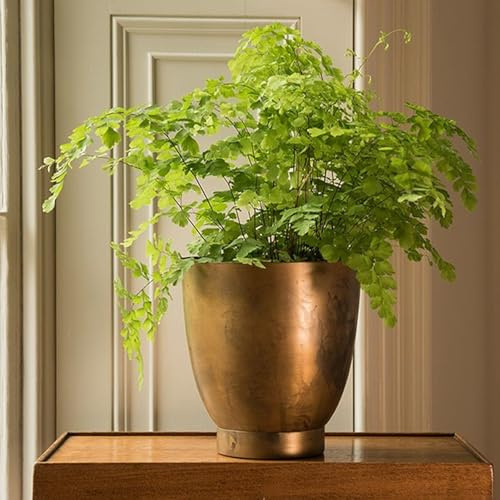 Crocus Collection 19cm Metal Flower Pot Planter with Brass Finish Decorative Tilting Ornate Design Indoor