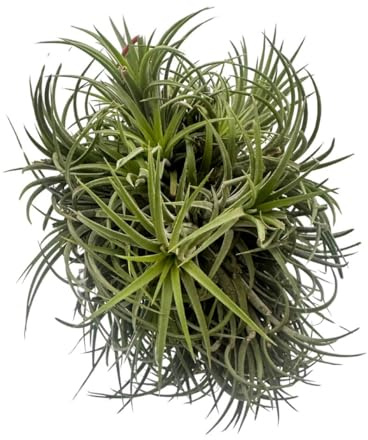 I GIARDINI DI GIULIA - Tillandsia Ionantha XXL Ø15 cm | Pianta Aerea Vera | Pianta Tropicale da Interno Facile da Curare | Decorazione Naturale Senza Vaso 15/18 cm (Verde)