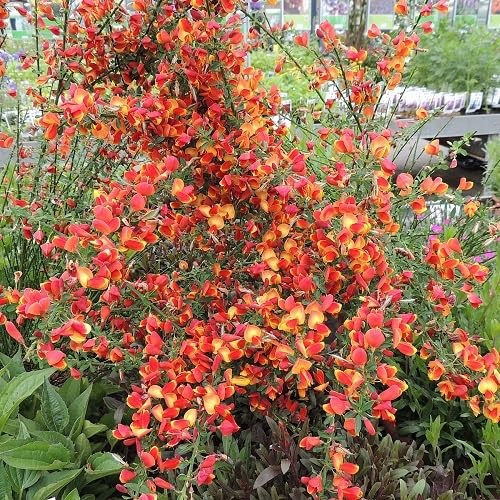 2 X Besen-Ginster Lena/Cytisus Lena | Kleinstrauch und Winterhart - Gelbrote Blüten - 2 Mehrjährige blühende Pflanzen | 2 x 1,5 Liter Topf