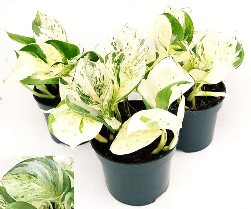 POWERS TO FLOWERS - EPIPREMNUM, SCANDENS, POTOS, HAPPY LEAF, VASO 12CM, 3 PIANTE piante vere