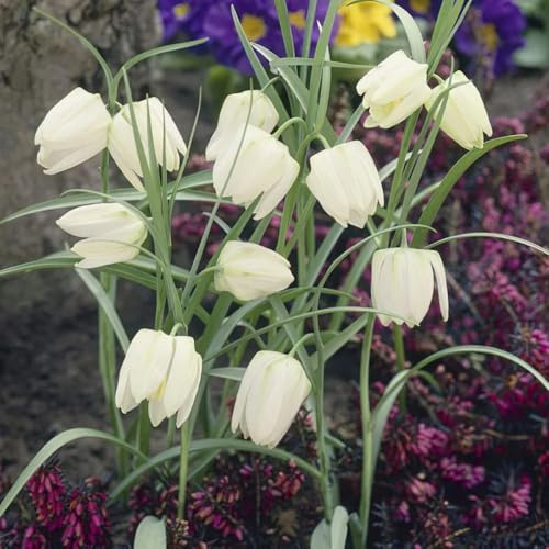 fritillaria bulbi corona imperial prado di interni corona imperial balcone decorativo giardino resistenti interni esotici 15pcs