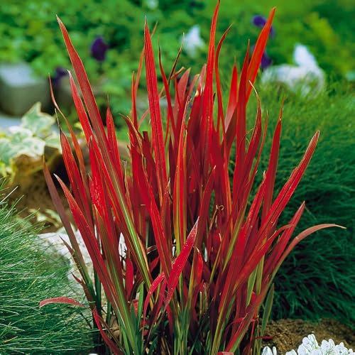 YouGarden Imperata Blood Grass 'Red Baron', 1 x Established Plant in 9cm Pot, Decorative Grasses for Gardens, Garden Ready Established Red Ornamental Grass