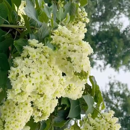 eichenblatthortensie - stauden winterhart mehrjährig hortensien winterhart, winterharte für garten, exotische blumensamen balkon frühlingsblumen 100samen