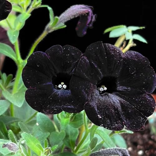 semi di petunia appendendo resistenti all'esterno semi di silvestre resistenti all'inverno per balconi 600pcs