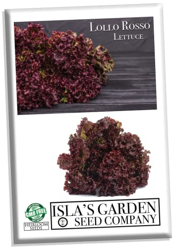 Lollo Rosso Leaf Lettuce Seeds for Planting, 500+ Heirloom Seeds Per Packet, (Isla's Garden Seeds), Non GMO Seeds, Botanical Name: Lactuca Sativa, Great Home Garden Gift