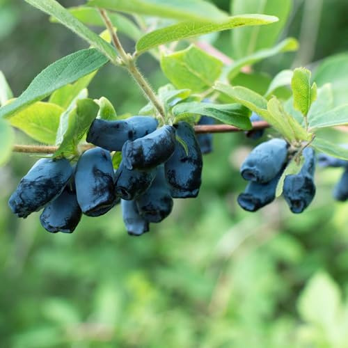 Lonicera caerulea Kamchatika – 2 Pflanzen 15cm – ca. 50cm hoch – Honigbeere/Blaue Geißblatt-Beere – Obstpflanze mit essbaren Früchten – Pflegeleicht & winterhart