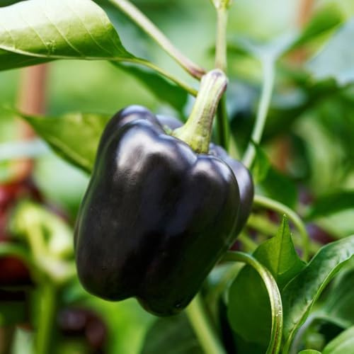 100 piezas semillas chile jardín chile jalapeño, semillas silvestres resistentes al invierno