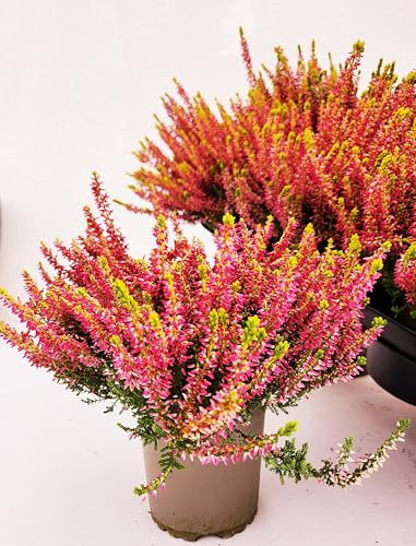POWERS TO FLOWERS - ERICA CALLUNA, ERICA BONITA, VASO 11 CM DIAMETRO, 5 PIANTE, piante vere