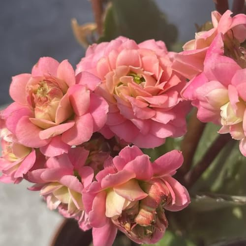 Semillas de la Kalanchoe Decoraciones de jardín al aire libre. Decoración orgánica para balcones jardín semillas pradera pradera 100pcs