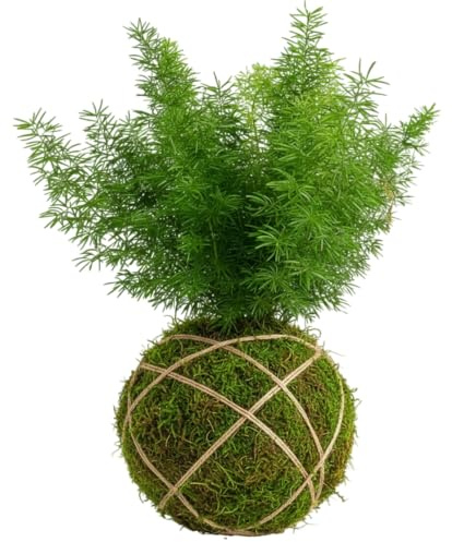 Asparagus Densiflorus en Kokedama Natural – Planta Viva de Interior | DECOALIVE