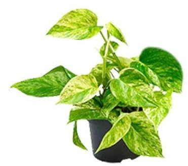 Efeutute Marble Queen – Epipremnum Scindapsus – Ø12cm x H20cm – Pflegeleichte Kletter- & Hängepflanze – Luftreinigend – Für helle bis halbschattige Räume – Im Pflanztopf