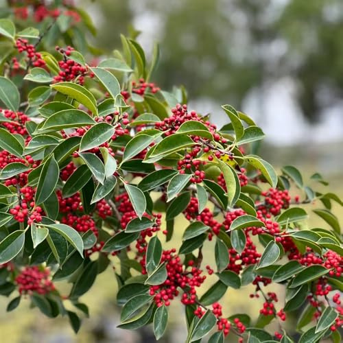 acebo - de jardín orgánico con de oficina Decoraciones jardín 70semillas