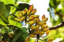Aamish 5 piezas de semillas de árboles de pistachos