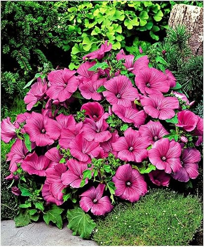 Lot de 45 graines Lavatera Ruby Regis - Lavatère à grandes fleurs mauve - annuelles - 240