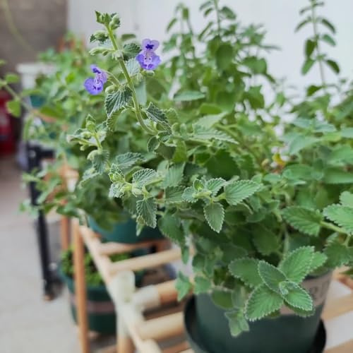 Semillas de gatera, resistentes para el jardín Semillas de menta, Nepeta cataria, de perennes 600pcs