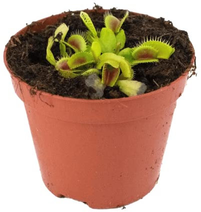 DECOALIVE Planta Carnívora Venus Atrapamoscas Planta Natural