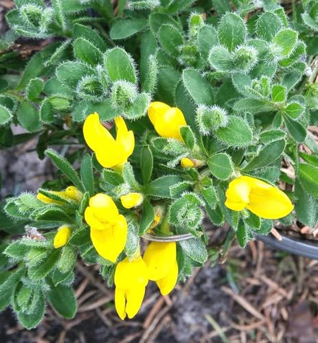 Ginster Kissenginster 'Cytisus decumbens' 30-40 cm winterhart Freilandaufzucht