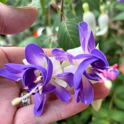 Fuchsien Hängend, balkongewächshäuser geschenke für gartenliebhaber balkonpflanzen wohnzimmer deko wildblumensamen seltene garten alte sorten blumensamen 20Samen