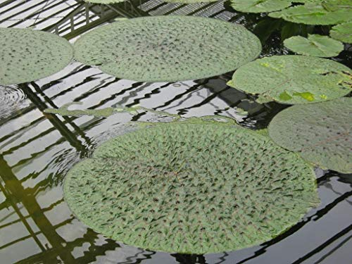 Stachelseerose Riesen-Seerose -Euryale ferox- 4 frische Samen Rarität